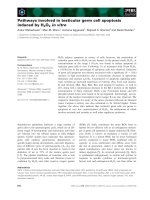 Báo cáo khoa học: Pathways involved in testicular germ cell apoptosis induced by H2O2 in vitro doc