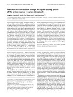 Báo cáo Y học: Activation of transcription through the ligand-binding pocket of the orphan nuclear receptor ultraspiracle docx