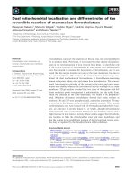 Báo cáo khoa học: Dual mitochondrial localization and different roles of the reversible reaction of mammalian ferrochelatase ppt