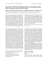 Báo cáo khoa học: Interaction of DAPI with individual strands of trinucleotide repeats Effects on replication in vitro of the AATÆATT triplet docx