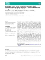 Báo cáo khoa học: Binding of cGMP to the transducin-activated cGMP phosphodiesterase, PDE6, initiates a large conformational change involved in its deactivation ppt