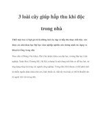 3 loài cây giúp hấp thu khí độc trong nhà pot