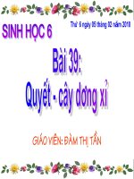 bài giảng slide Ngành quyết - Cây dương xỉ
