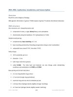 DNA, RNA, replication, translation, and transcription