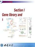 Section I Gene library and screening 