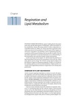 Plant physiology - Chapter 11 Respiration and Lipid Metabolism pptx