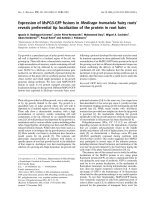 Báo cáo khoa học: Expression of MsPG3-GFP fusions in Medicago truncatula Ôhairy rootsÕ reveals preferential tip localization of the protein in root hairs pot