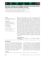 Báo cáo khoa học: Speciﬁc cleavage of the DNase-I binding loop dramatically decreases the thermal stability of actin pot