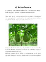 Kỹ thuật trồng su su doc