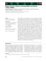 Báo cáo khoa học: Binase cleaves cellular noncoding RNAs and affects coding mRNAs potx
