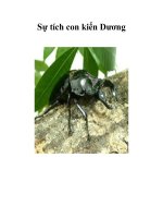 Sự tích con kiến Dương potx