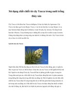 Sử dụng chất chiết từ cây Yucca trong nuôi trồng thủy sản docx