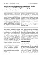 Báo cáo khóa học: Ouabain stimulates endothelin release and expression in human endothelial cells without inhibiting the sodium pump Robert Saunders and Georgios Scheiner-Bobis pptx