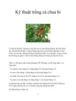 Kỹ thuật trồng cà chua bi pot