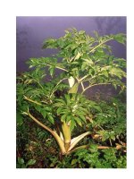 Xuyên khung, bạch chỉ có phải thuốc bổ? pdf