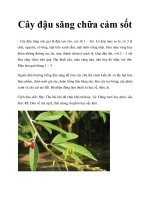 Cây đậu săng chữa cảm sốt docx