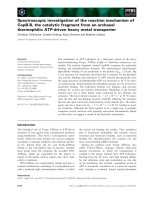 Báo cáo khoa học: Spectroscopic investigation of the reaction mechanism of CopB-B, the catalytic fragment from an archaeal thermophilic ATP-driven heavy metal transporter potx