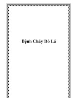 Bệnh Cháy Đỏ Lá pptx