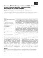 Báo cáo khoa học: Cleavage of focal adhesion proteins and PKCd during lovastatin-induced apoptosis in spontaneously immortalized rat brain neuroblasts ppt