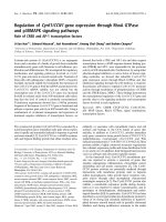 Báo cáo khoa học: Regulation of Cyr61/CCN1 gene expression through RhoA GTPase and p38MAPK signaling pathways Role of CREB and AP-1 transcription factors doc