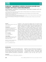 Báo cáo khoa học: Cadmium – glutathione solution structures provide new insights into heavy metal detoxiﬁcation potx
