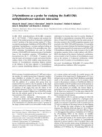 Báo cáo khoa học: 2-Pyrimidinone as a probe for studying the EcoRII DNA methyltransferase–substrate interaction docx