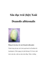 Sâu đục trái (hột) Xoài Deanolis albizonalis potx