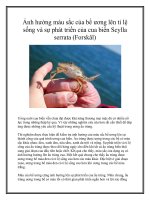 Ảnh hưởng màu sắc của bể ương lên tỉ lệ sống và sự phát triển của cua biển Scylla serrata (Forskål) doc