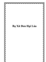 Bọ Xít Đen Hại Lúa potx