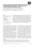 Báo cáo khoa học: Succinate dehydrogenase ﬂavoprotein subunit expression in Saccharomyces cerevisiae – involvement of the mitochondrial FAD transporter, Flx1p ppt