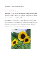 Hướng dương – Vị thuốc quý ngăn chăn ung thư docx