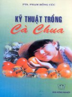 kỹ thuật trồng cà chua