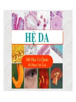 Hệ da ppt