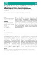 Báo cáo khoa học: Neural retina leucine-zipper regulates the expression of Ppp2r5c, the regulatory subunit of protein phosphatase 2A, in photoreceptor development pdf
