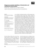 Báo cáo khoa học: Chaperone-assisted refolding of Escherichia coli maltodextrin glucosidase doc