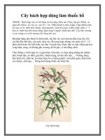 Cây bách hợp dùng làm thuốc bổ doc