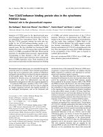 Báo cáo khoa học: Two CCAAT/enhancer binding protein sites in the cytochrome P4503A1 locus Potencial role in the glucocorticoid response ppt