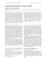 Báo cáo Y học: Reconstructing the replication complex of AcMNPV pdf