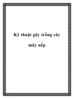 Kỹ thuật gây trồng cây mây nếp docx