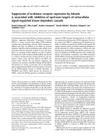 Báo cáo khoa học: Suppression of urokinase receptor expression by bikunin is associated with inhibition of upstream targets of extracellular signal-regulated kinase-dependent cascade pptx