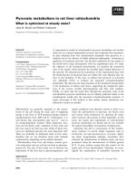 Báo cáo khoa học: Pyruvate metabolism in rat liver mitochondria What is optimized at steady state? pptx