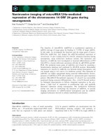 Báo cáo khoa học: Noninvasive imaging of microRNA124a-mediated repression of the chromosome 14 ORF 24 gene during neurogenesis potx