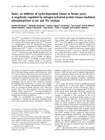 Báo cáo Y học: Rum1, an inhibitor of cyclin-dependent kinase in ﬁssion yeast, is negatively regulated by mitogen-activated protein kinase-mediated phosphorylation at Ser and Thr residues pptx