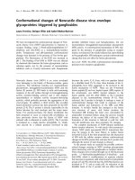 Báo cáo khóa học: Conformational changes of Newcastle disease virus envelope glycoproteins triggered by gangliosides pdf