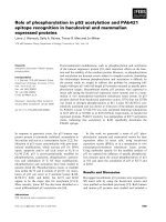 Báo cáo khoa học: Role of phosphorylation in p53 acetylation and PAb421 epitope recognition in baculoviral and mammalian expressed proteins pdf