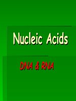 Nucleic acids DNA & RNA 
