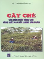 Cây chè các biện pháp nâng cao năng suất và chất lượng sản phẩm pot