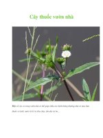 Cây thuốc vườn nhà pdf
