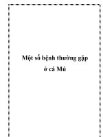Một số bệnh thường gặp ở cá Mú pot