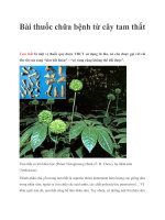 Bài thuốc chữa bệnh từ cây tam thất ppt